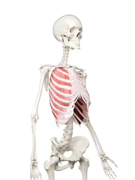 Esqueleto Feminino Com Músculos Intercostais Externos Visíveis Ilustração Computacional — Fotografia de Stock