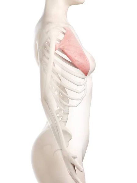 Kobiecy Model Ciała Szczegółowym Pectoralis Głównych Mięśni Ilustracja Cyfrowa — Zdjęcie stockowe