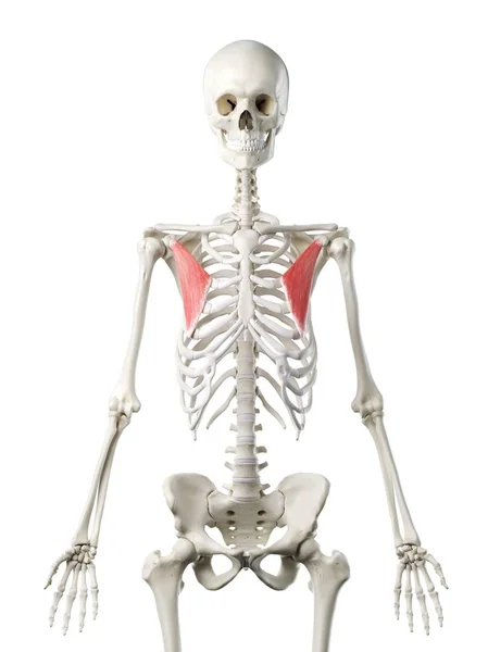 Human Skeleton Model Detailed Pectoralis Minor Muscle Digital Illustration — Stock Photo, Image