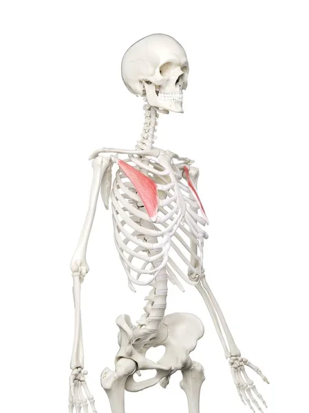 Menselijk Skelet Model Met Gedetailleerde Pectoralis Kleine Spier Digitale Illustratie — Stockfoto