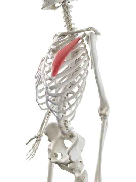 Human Skeleton Model Detailed Pectoralis Minor Muscle Digital Illustration — Stock Photo, Image