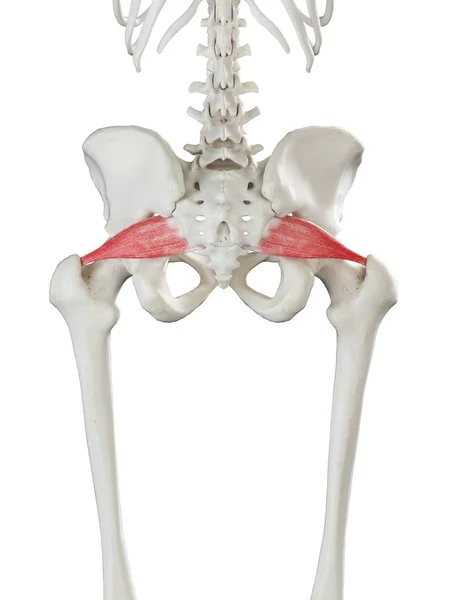 Modelo Esqueleto Humano Con Músculo Piriformis Detallado Ilustración Digital — Foto de Stock
