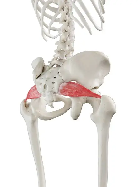 Menneskelig Skelet Model Med Detaljeret Piriformis Muskel Digital Illustration - Stock-foto