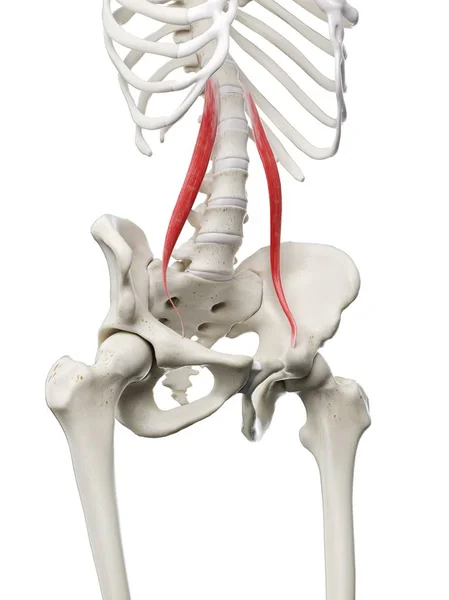 Modelo Esqueleto Humano Com Músculo Menor Detalhado Psoas Ilustração Digital — Fotografia de Stock