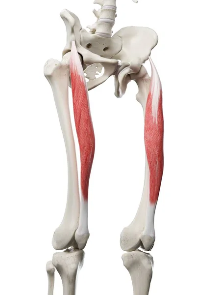 Menselijk Skelet Model Met Gedetailleerde Rectus Femoris Spier Digitale Illustratie — Stockfoto