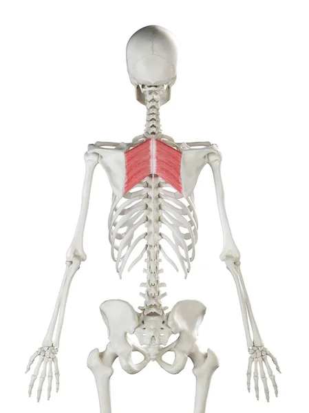 Модель Людського Скелета Детальним Ромбоїдом Цифровий Малюнок — стокове фото
