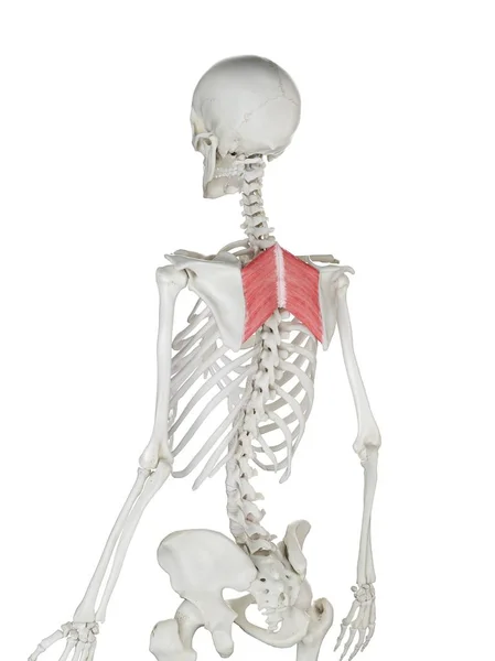 Human Skeleton Model Detailed Rhomboid Major Muscle Digital Illustration — ストック写真