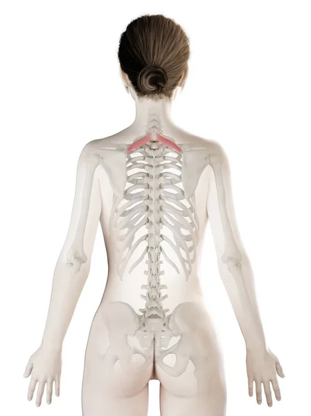 Vrouwelijk Lichaam Model Met Gedetailleerde Rhomboid Kleine Spier Digitale Illustratie — Stockfoto