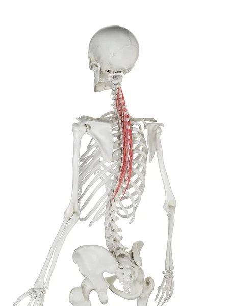 Esqueleto Humano Com Vermelho Colorido Músculo Semispinalis Thoracis Ilustração Computador — Fotografia de Stock