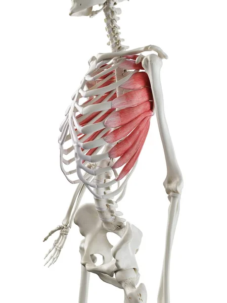 有红褐色Serratus前部肌肉的人体骨骼 计算机图解 — 图库照片