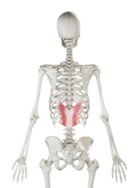Human Skeleton Red Colored Serratus Posterior Inferior Muscle Computer Illustration — Stock Photo, Image