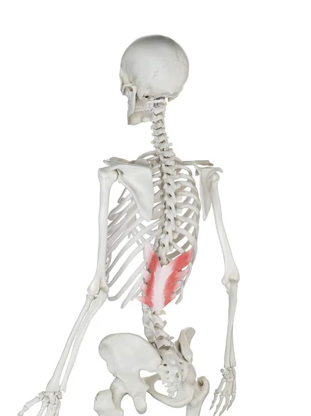 Esqueleto Humano Com Músculo Inferior Posterior Serratus Colorido Vermelho Ilustração — Fotografia de Stock
