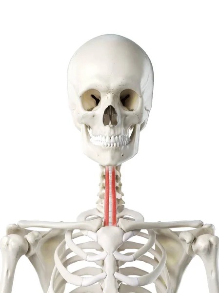 Menselijk Skelet Met Rood Gekleurde Sternohyoid Spier Computer Illustratie — Stockfoto