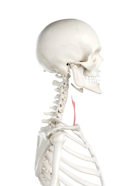 Human Skeleton Red Colored Sternothyroid Muscle Computer Illustration — Stock Photo, Image