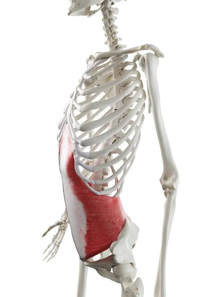 Esqueleto Humano Com Vermelho Colorido Transverso Músculo Abdominal Ilustração Computador — Fotografia de Stock
