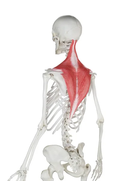 Human Skeleton Red Colored Trapezius Muscle Computer Illustration — Stock Photo, Image