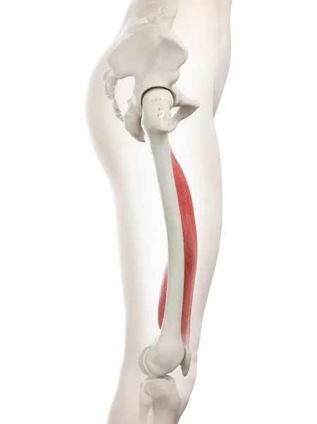 Female Body Model Red Colored Vastus Medialis Muscle Computer Illustration — Stock Photo, Image