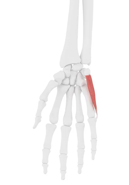 Mänskligt Skelett Med Röd Färgad Abductor Digiti Minimi Muskel Dator — Stockfoto