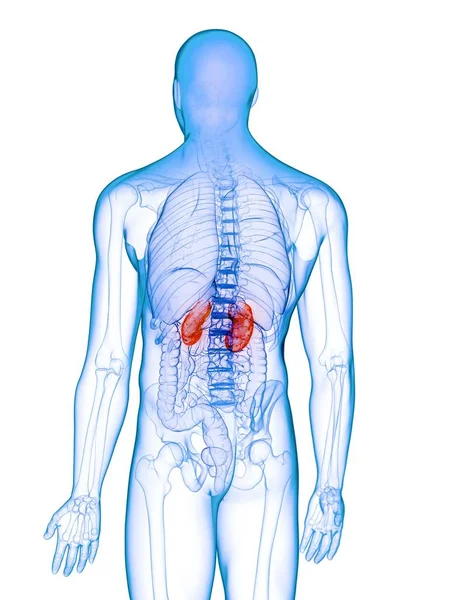 Erkrankte Nieren Abstrakten Männlichen Körper Konzeptionelle Computerillustration — Stockfoto