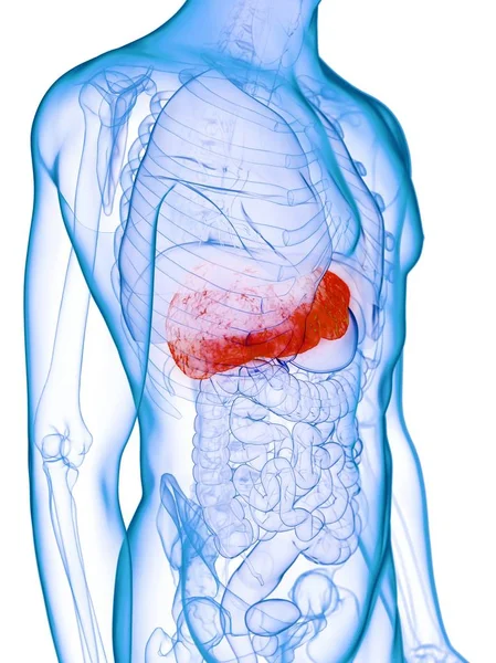Fígado Doente Silhueta Corporal Masculina Ilustração Digital — Fotografia de Stock