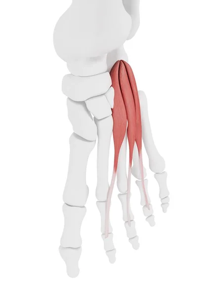 Esqueleto Humano Con Músculo Rojo Brevis Del Digitorum Del Extensor —  Fotos de Stock