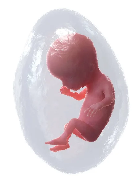 Human Fetus Developing Week Computer Illustration — Stock Photo, Image