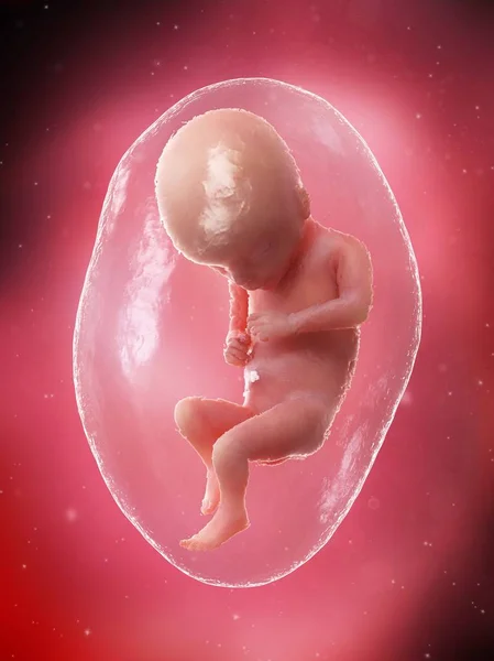 17周时胎儿发育 计算机图解 — 图库照片