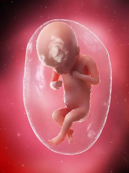Płód Ludzki Rozwijający Się Tygodniu Ilustracja Komputerowa — Zdjęcie stockowe