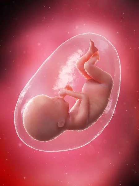 Human Fetus Developing Week Computer Illustration — Stock Photo, Image