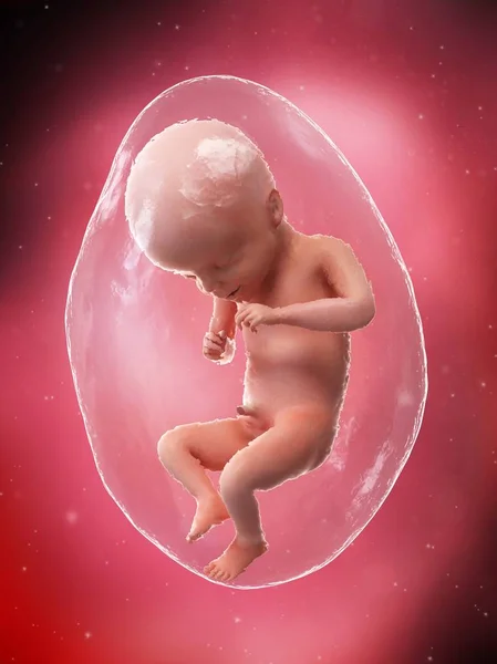 Human Fetus Developing Week Computer Illustration — Stock Photo, Image