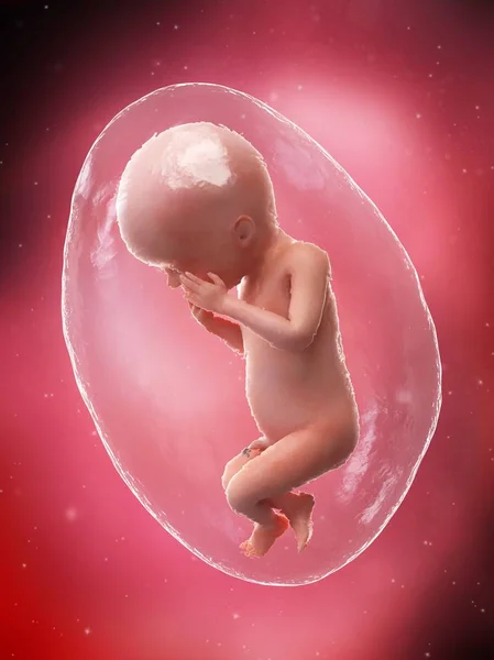 Menselijke Foetus Ontwikkelen Week Computer Illustratie — Stockfoto