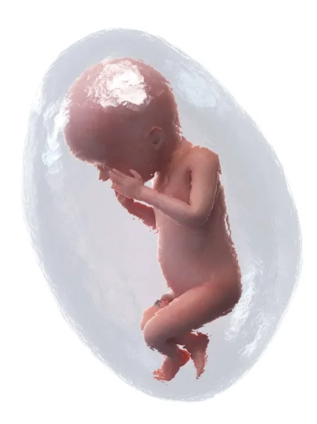 Human Fetus Developing Week Computer Illustration — Stock Photo, Image