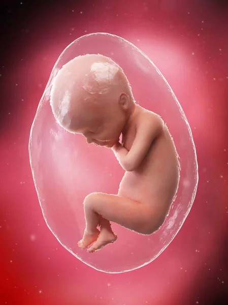 Human Fetus Developing Week Computer Illustration — Stock Photo, Image