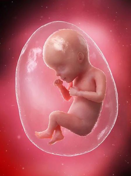 Menselijke Foetus Ontwikkelt Zich Week Computer Illustratie — Stockfoto