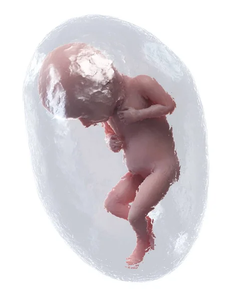 Menselijke Foetus Ontwikkelen Week Computer Illustratie — Stockfoto