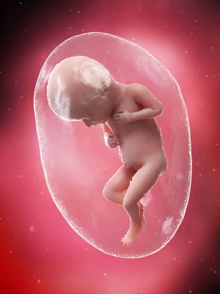 Human Fetus Developing Week Computer Illustration — Stock Photo, Image