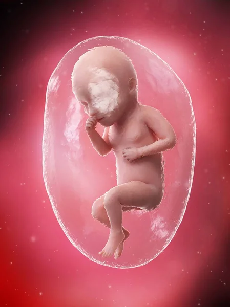 Menselijke Foetus Ontwikkelen Week Computer Illustratie — Stockfoto