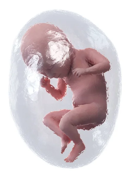 Human Fetus Developing Week Computer Illustration — Stock Photo, Image