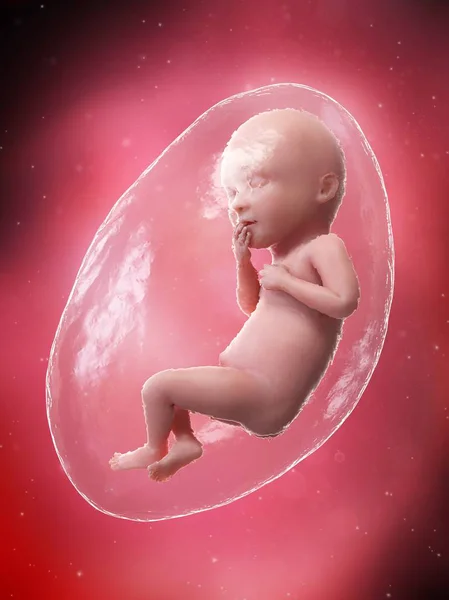 36周时胎儿发育 计算机图解 — 图库照片