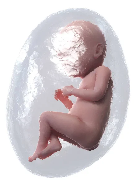 Menselijke Foetus Ontwikkelen Week Computer Illustratie — Stockfoto