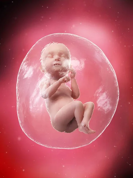 Human Fetus Developing Week Computer Illustration — Stock Photo, Image