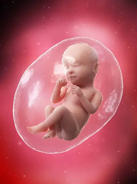 Menselijke Foetus Ontwikkelen Week Computer Illustratie — Stockfoto