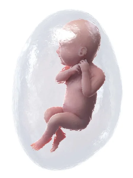 40週目に発達する胎児コンピュータ イラスト — ストック写真