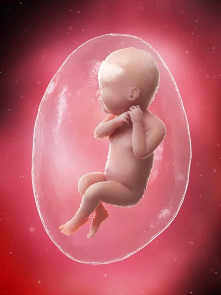 Fœtus Humain Développement Semaine Illustration Par Ordinateur — Photo
