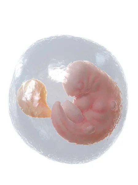 Menselijke Foetus Ontwikkelen Week Computer Illustratie — Stockfoto