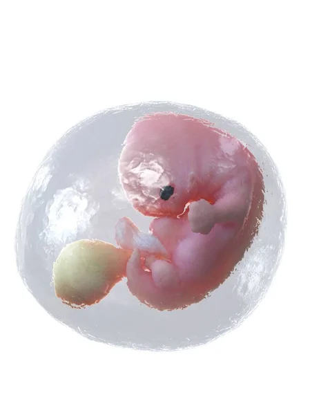 Human Fetus Developing Week Computer Illustration — Stock Photo, Image