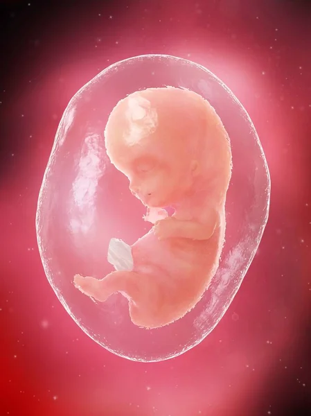 人类胎儿在第九周发育 计算机说明 — 图库照片