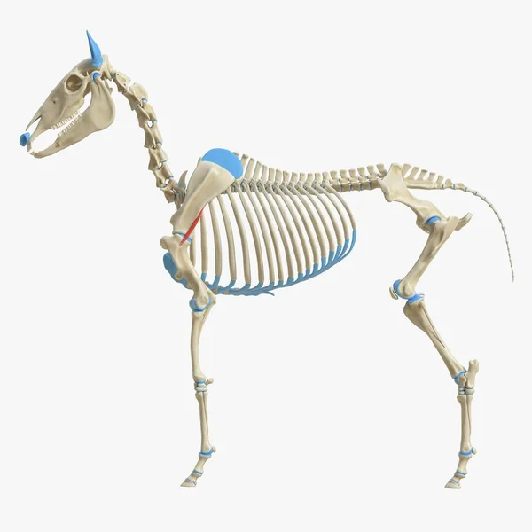 Σκελετός Αλόγου Μοντέλο Λεπτομερή Teres Ήσσονος Σημασίας Μυών Ψηφιακή Απεικόνιση — Φωτογραφία Αρχείου