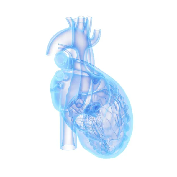 Modelo Coração Humano Fundo Branco Ilustração Computador — Fotografia de Stock