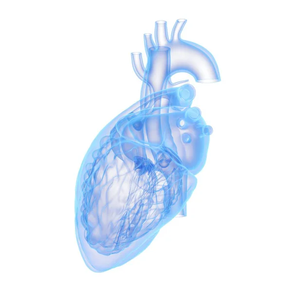 Human Heart Model White Background Computer Illustration — Stock Photo, Image